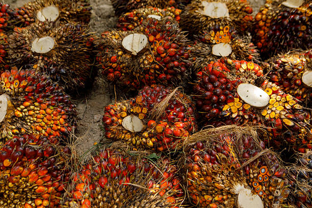 Palm Oil Processing